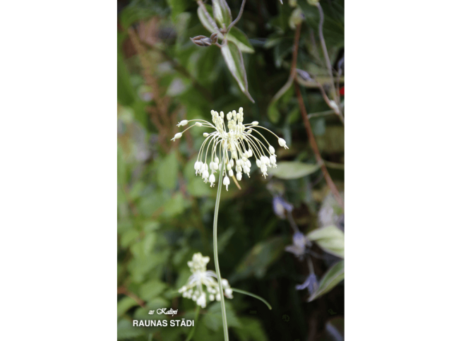 Allium carinatum ssp. pulchellum f. album